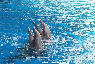 Депутат Госдумы от Краснодарского края предложила запретить вылов дельфинов для дельфинариев