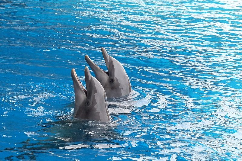 Депутат Госдумы от Краснодарского края предложила запретить вылов дельфинов для дельфинариев