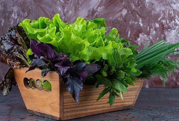 Сажаю такой базилик в июльскую жару: три лучших сорта для второго урожая