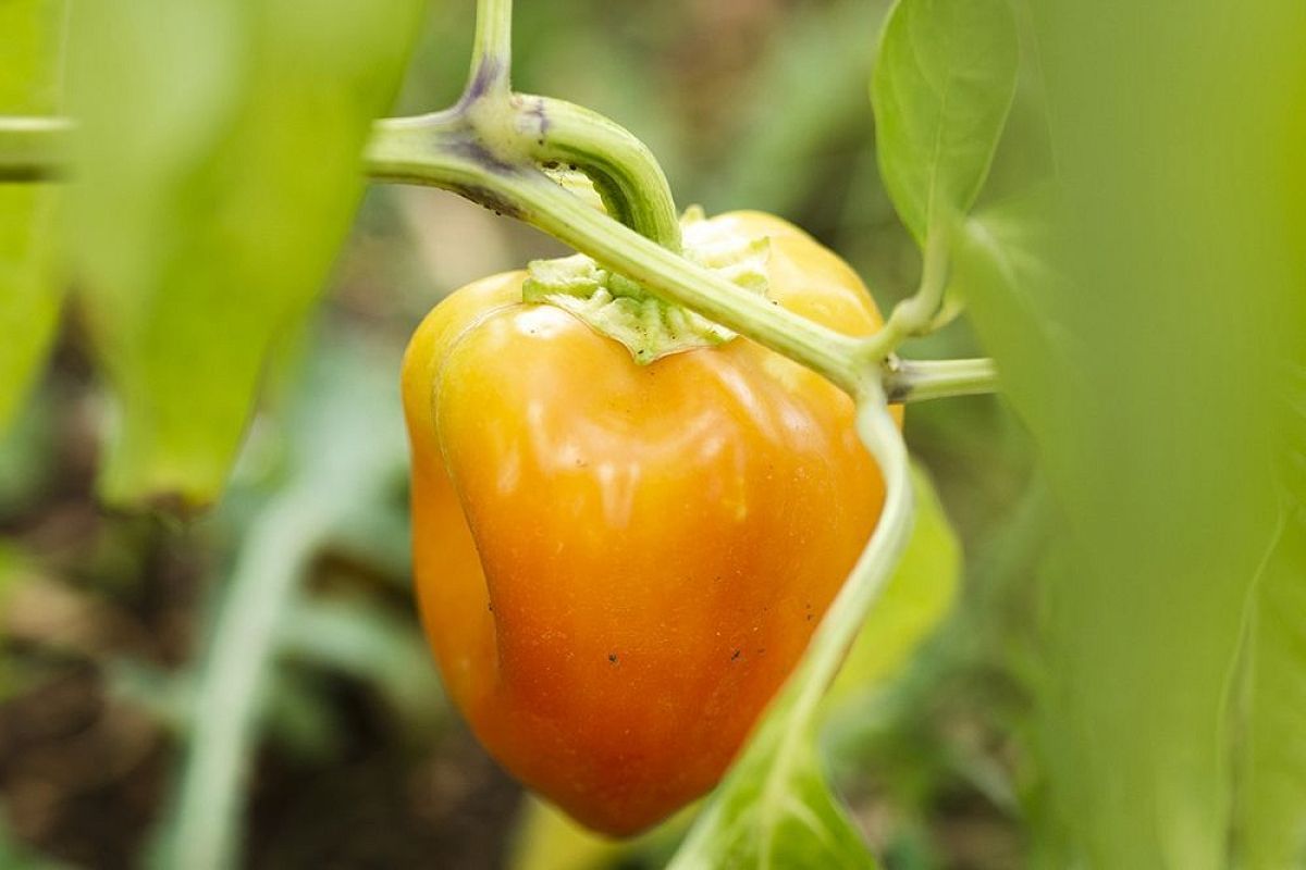 Пасынковать ли перец? Метод Галина Кизимы для высокорослых сортов: просто и эффективно