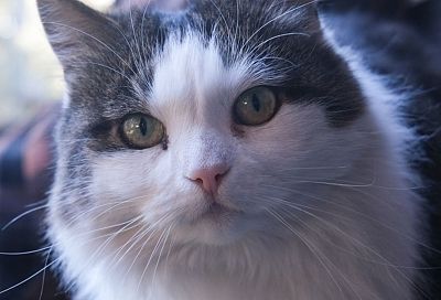 Около 3,4 тыс. домашних питомцев без сопровождения перевезено поездами южного направления в 2026 году