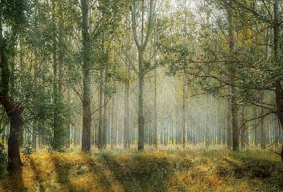 Народные приметы на сегодня – 31 марта, что можно и нельзя делать в день Алексея Теплого