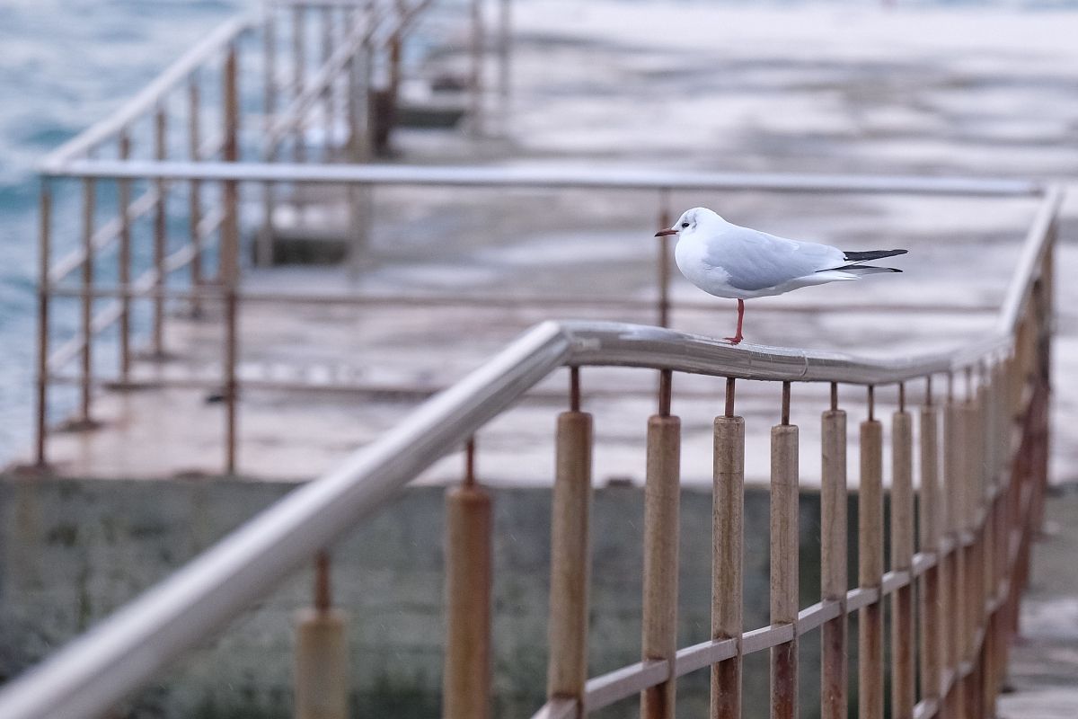 В Сочи пройдут учебные стрельбы 7 ноября 