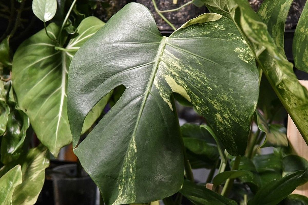 Небольшой горшок и рыхлый грунт: цветовод Диана Плаксина рассказала, как растить монстеру, а не «чудовище»