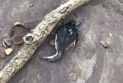 Не «апокалипсис», а естественный отбор: почему на черноморском побережье гибнут птицы