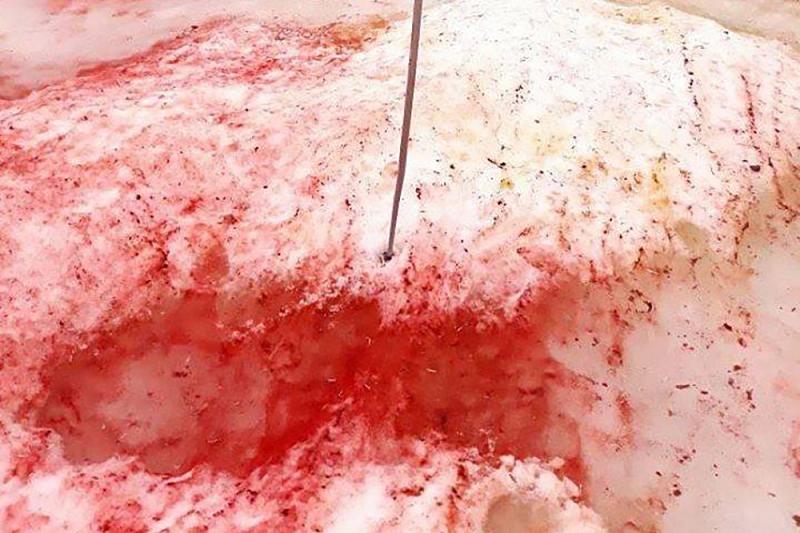 В Антарктиде появился кроваво-красный лед