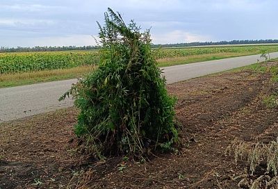 Свыше 1 000 кустарников конопли обнаружены на территории Армавира 