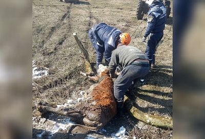 Спасатели достали корову из 4-метрового колодца