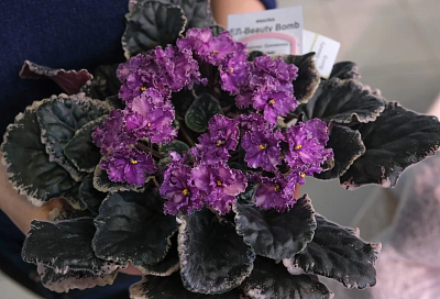 Узамбарская фиалка: 9 месяцев цветет, как сумасшедшая, потом отдыхает