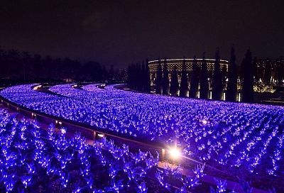 Зимний шалфей украсил клумбы в парке Галицкого в Краснодаре