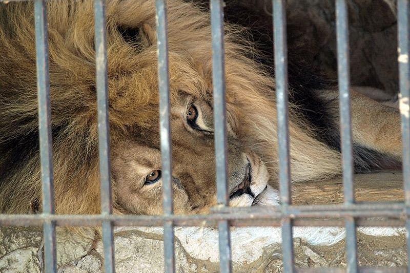 Прокуратура проверяет информацию о жестоком обращении с животными в «Сафари-парке» Краснодара