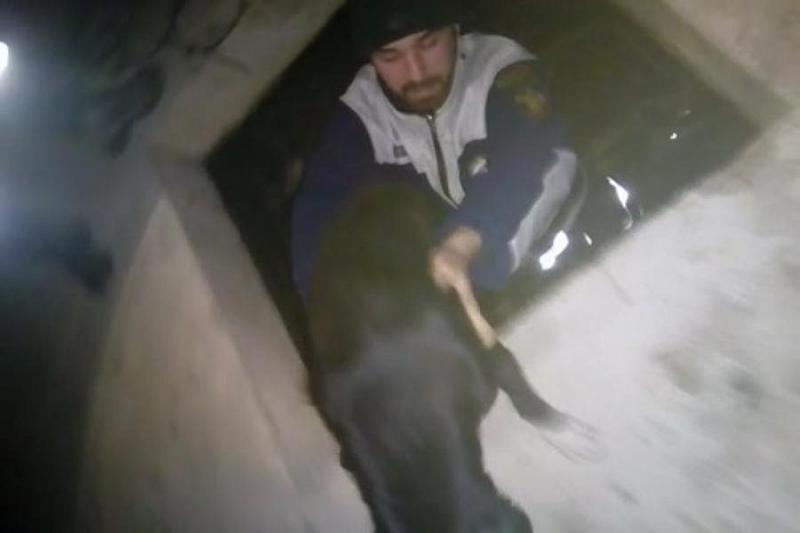 Жителям Крымска пришлось вызывать спасателей, чтобы вызволить из подвала собаку