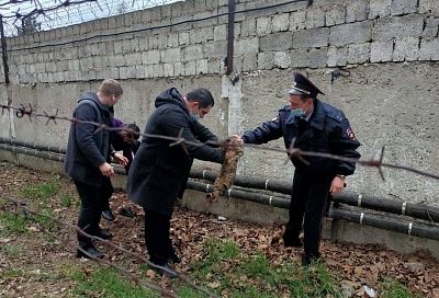 Полицейские сняли с колючей проволоки застрявшего кота