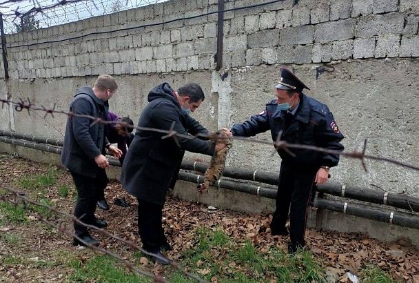 Полицейские сняли с колючей проволоки застрявшего кота