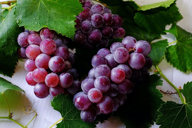 Улучшает зрение и сон: чем еще полезен виноград