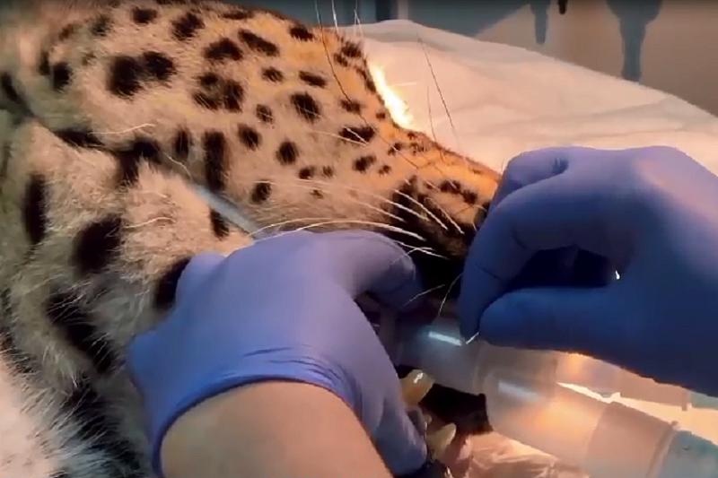 Сочинские леопарды Чери и Филоу побывали на приеме у стоматолога