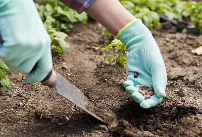 Встречный посев: как оздоровить почву и продлить сезон овощей летом 2025