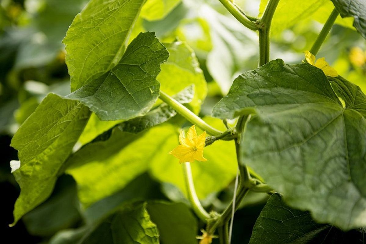 Дал огурцам ложку меда — и урожай ведрами: лайфхак для мощного опыления
