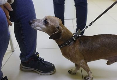 Груминг, дрессировка, коррекция поведения: на Кубани вырос спрос на услуги для питомцев