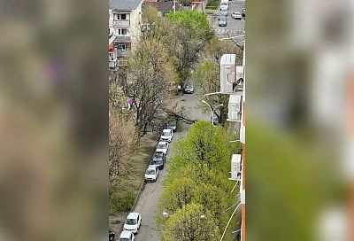 В Краснодаре - ураган: ветер роняет деревья на припаркованные автомобили