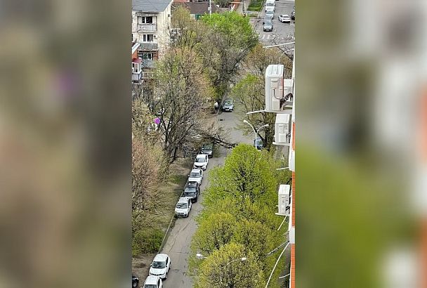 В Краснодаре - ураган: ветер роняет деревья на припаркованные автомобили