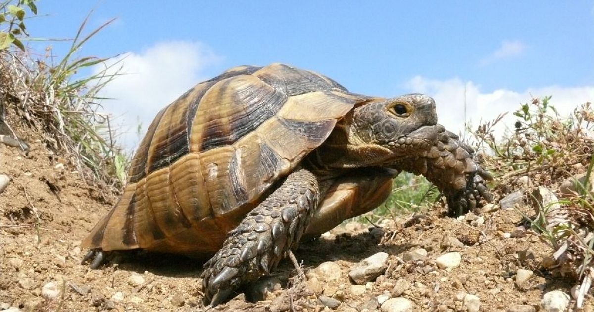 С днем черепахи картинки прикольные