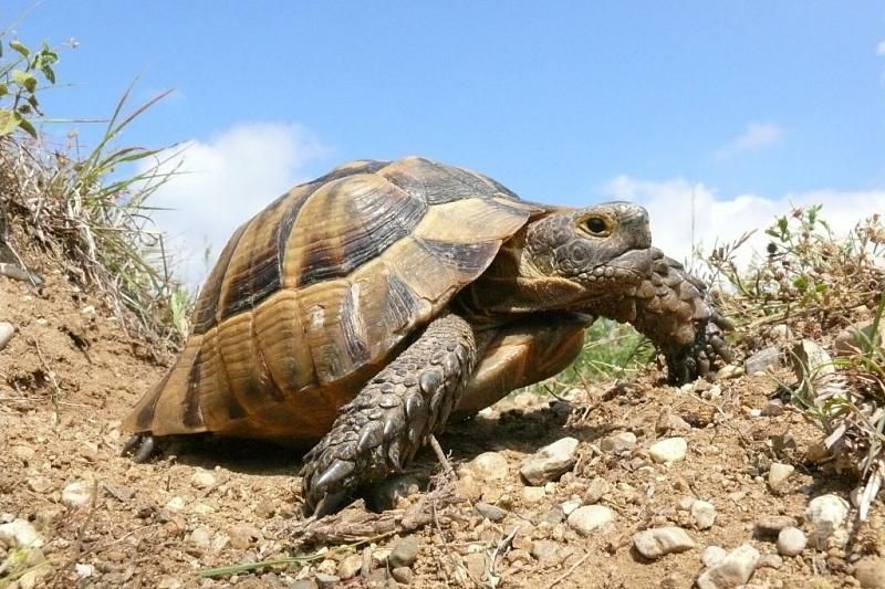 В Краснодарском крае отметят Всемирный день черепахи