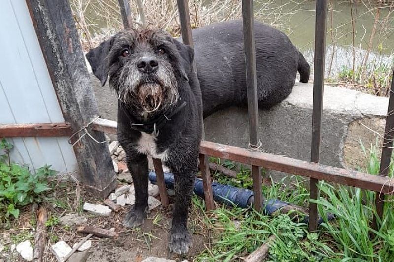 В Новороссийске спасатели помогли застрявшей в заборе собаке