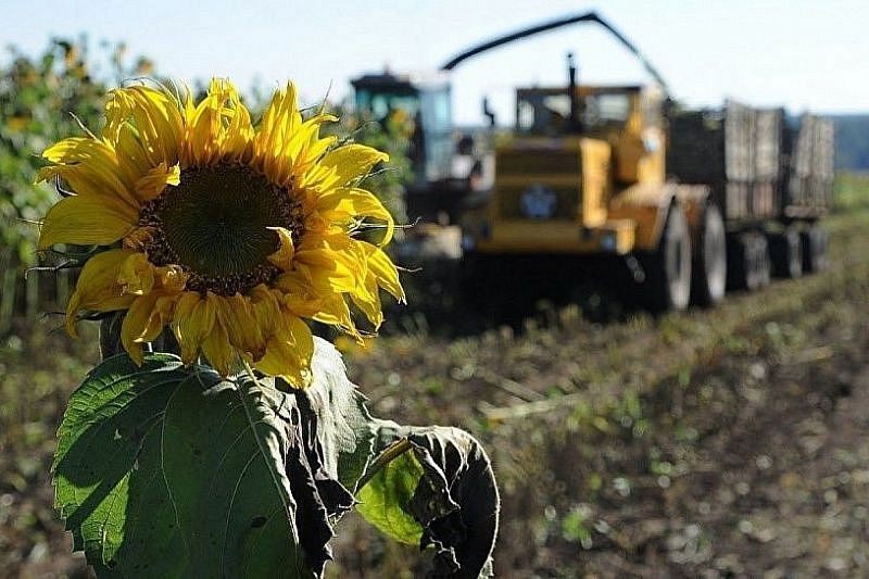 В Краснодарском крае убрано 95% площади полей подсолнечника