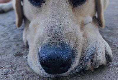 Почему у собаки теплый нос: ветеринар рассказала, насколько это опасно