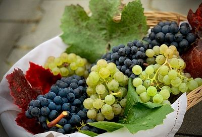 Рекордные 202 тысячи тонн винограда собрали в Темрюкском районе 