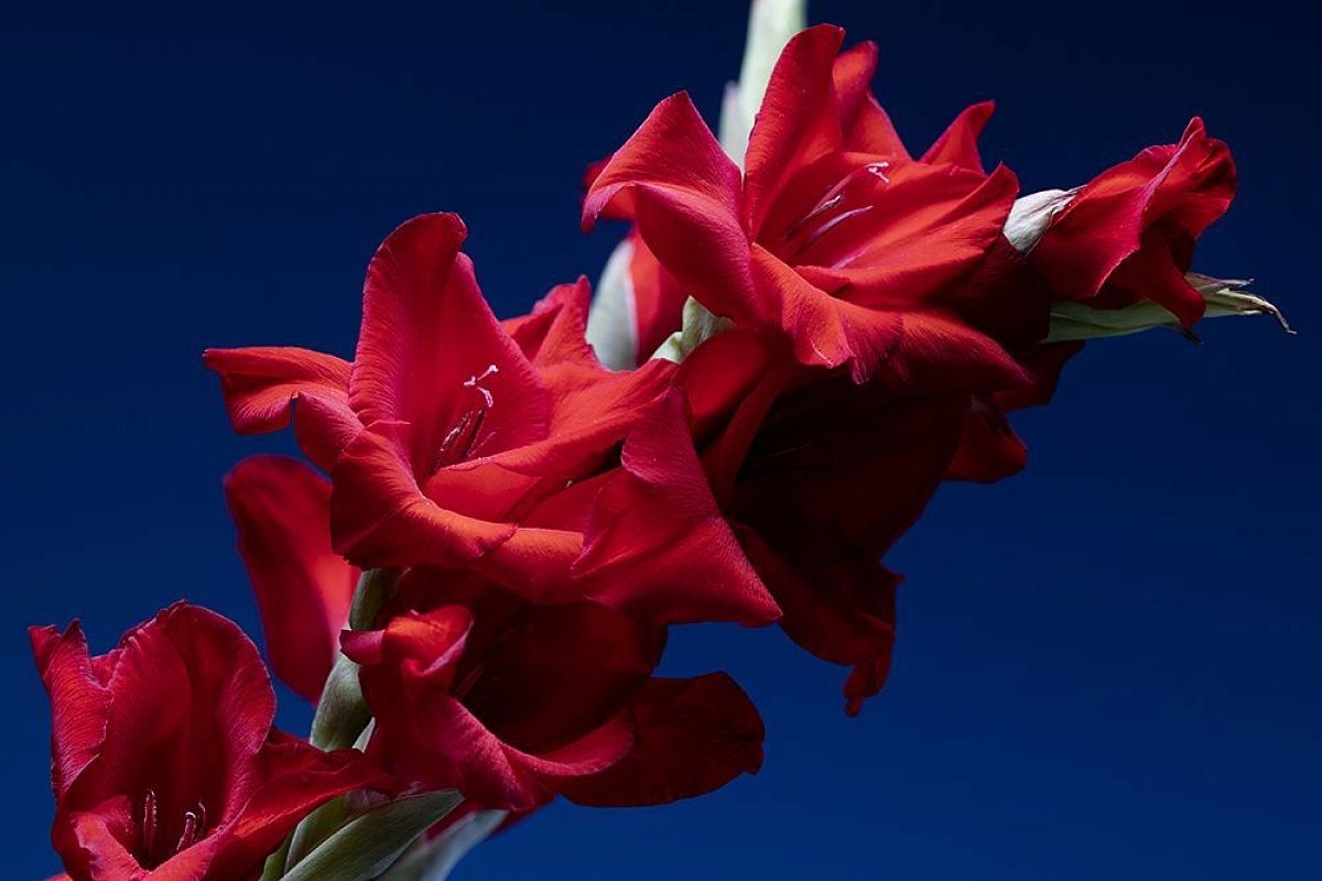 Чем подкормить гладиолусы чтобы цвели долго и пышно: схема от луковицы до букета