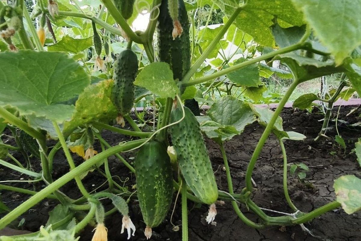 Напасть, но устранимая: как спасти огурцы от мучнистой росы