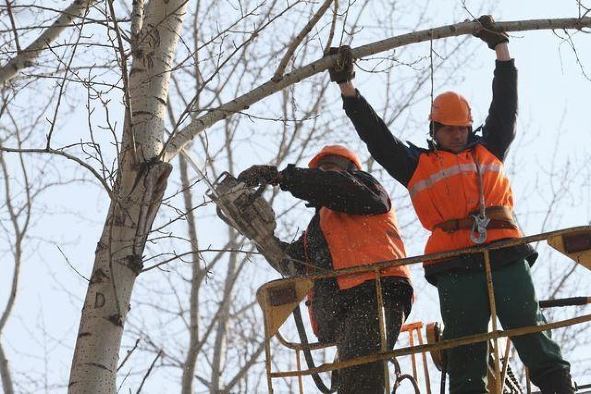 Краснодарцы могут пожаловаться на уход за деревьями в режиме онлайн