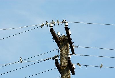 Более 400 птицезащитных устройств установили на ЛЭП в пяти районах Кубани