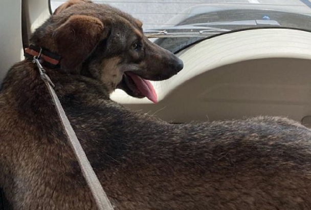 Живодеры в Новороссийске расстреляли из дробовика бродячую собаку