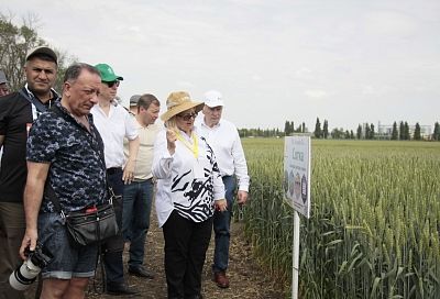 Зерновой суверенитет: кубанские аграрии добились прорыва в семеноводстве
