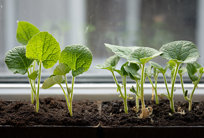 Можно ли заглублять вытянувшуюся рассаду огурцов при пересадке