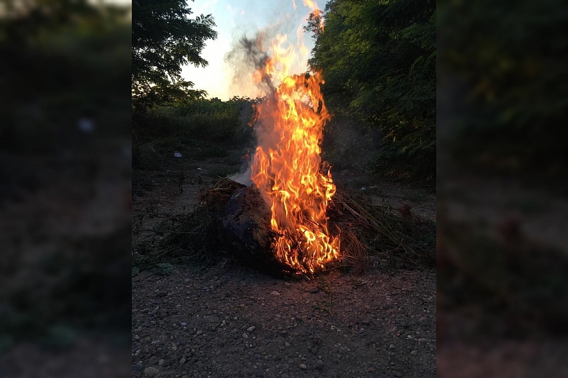 В Анапе полицейские сожгли 152 куста конопли