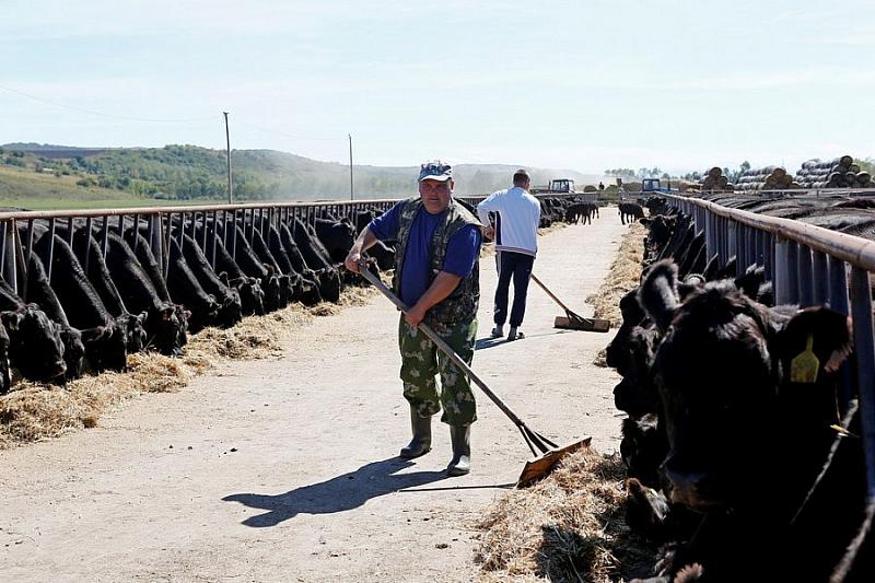 Три человека на место: фермерам Краснодарского края распределяют гранты
