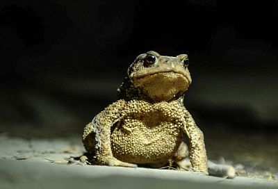 Краснокнижных лягушек и жаб обнаружили на территории памятника природы в Отрадненском районе