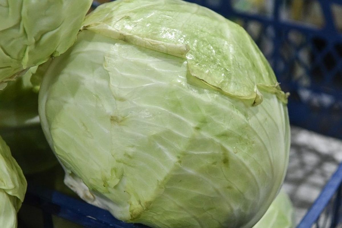 Почему капуста портится изнутри: как растить и хранить, чтобы такого не произошло