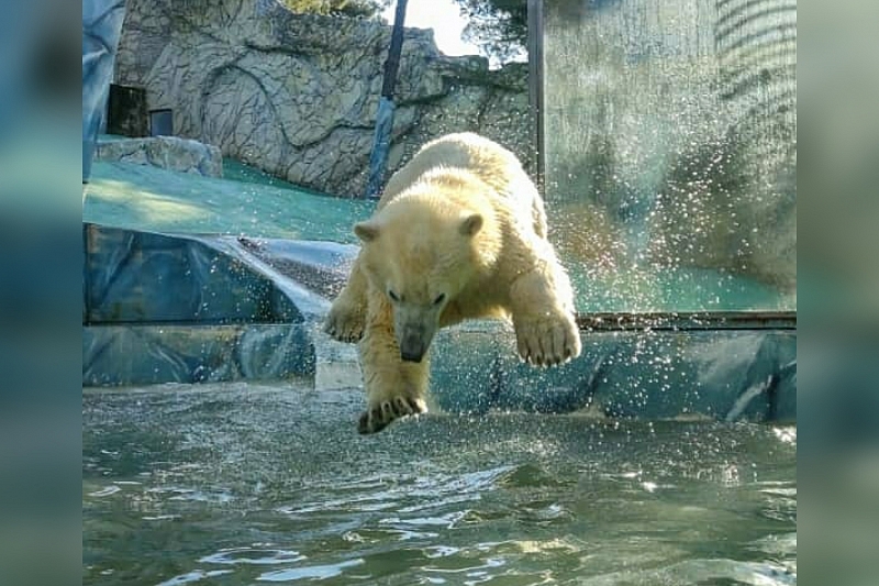 Белым медвежатам, впервые родившимся в Сафари-парке Геленджика, исполнится год