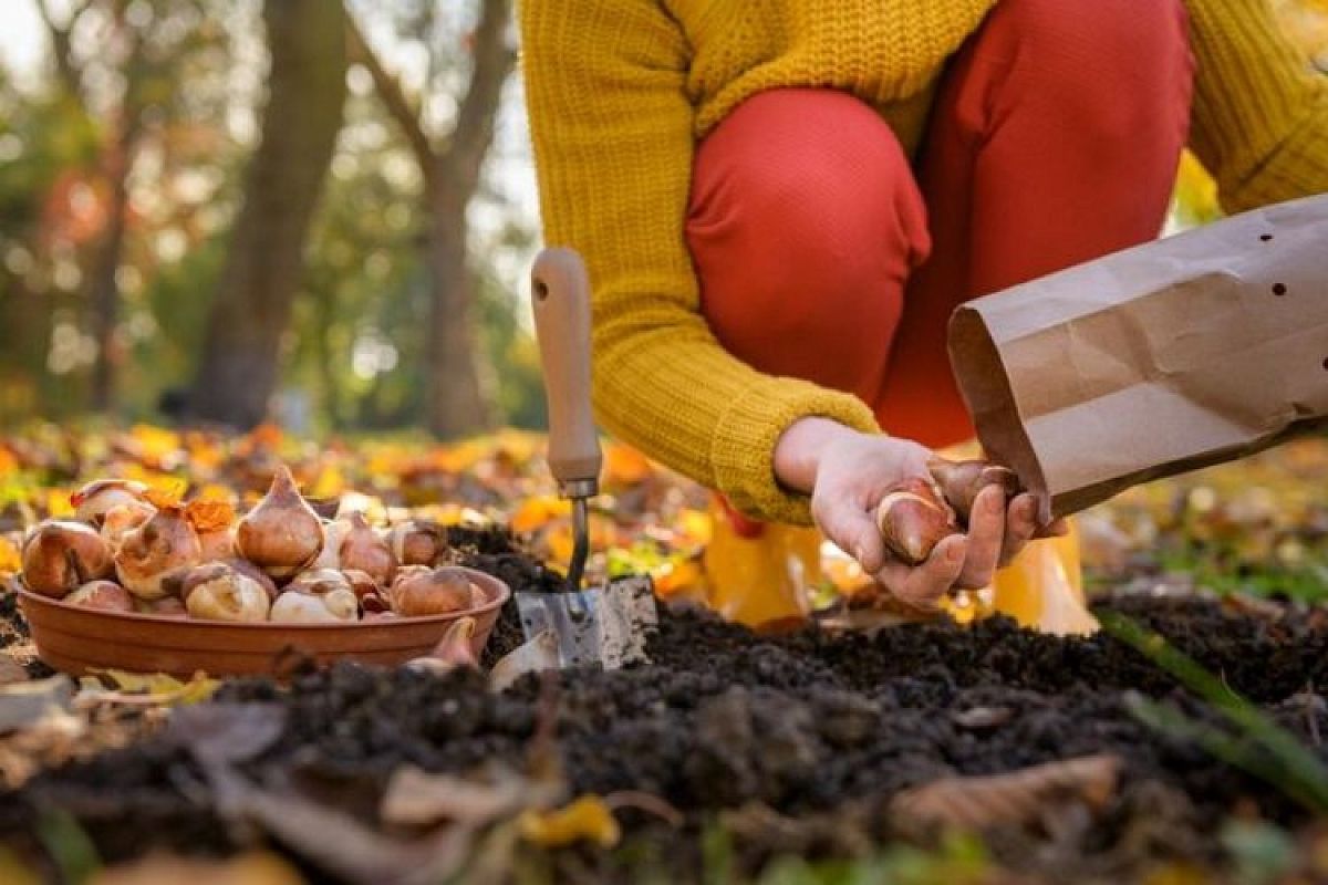 Сажаем многолетние цветы в сентябре: секрет пышного цветения весной