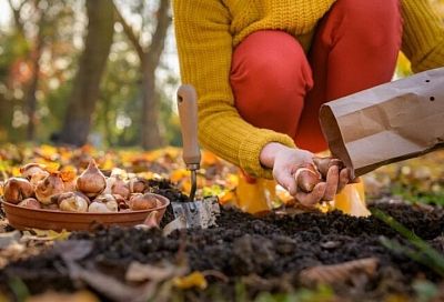 Сажаем многолетние цветы в сентябре: секрет пышного цветения весной