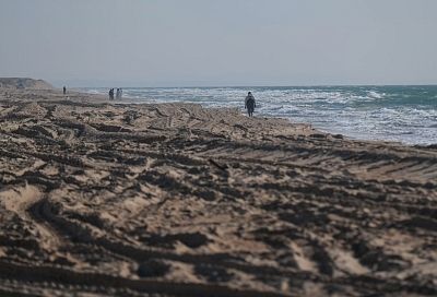 688 дельфинов погибло у побережья Краснодарского края после разлива мазута