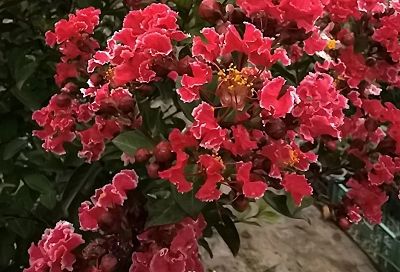 Ей не жарко: лагерстремия — кустарник, который цветёт три месяца на палящем солнце