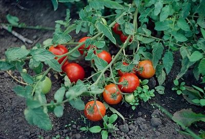 Как правильно рассчитать сроки посева томатов на рассаду для безусловного роста