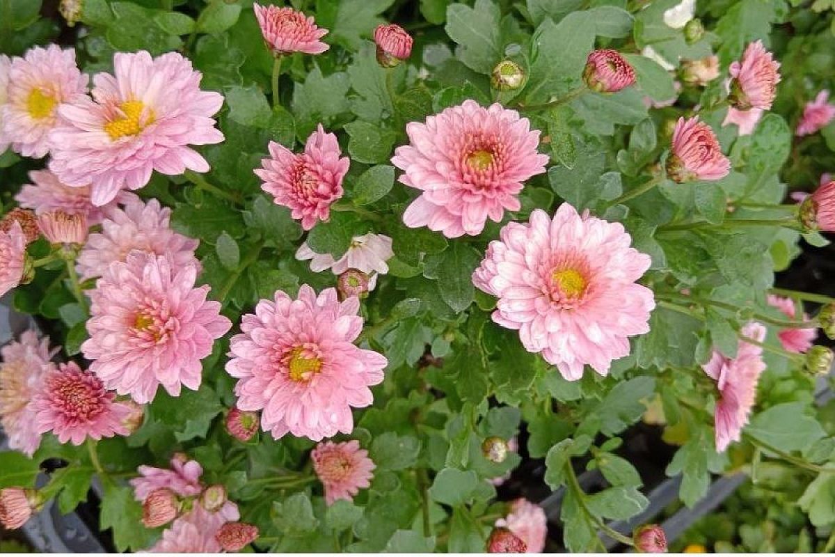 Как перезимовать хризантеме: хозяйка кубанского питомника раскрыла 2 главных правила