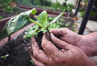 Сколько жители Краснодара потратят на подготовку к дачному сезону